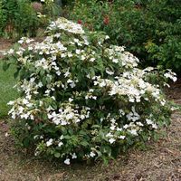 Steady Eddy® - Doublefile Viburnum - Viburnum plicatum var. tomentosum | Proven Winners