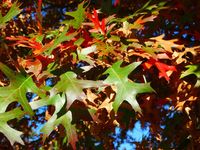 "Quercus palustris commonly called pin oak is a medium sized deciduous oak of the red oak group that typically grows 50-70' (less frequently to 100') tall with a broad pyramidal crown. Upper branches are ascending, middle branches are somewhat horizontal and lower branches are descending. In the wild, the lower branches of this tree are often shaded by other trees, eventually dying and breaking off leaving persistent pin-like stubs, hence the common name. Trunk diameter to 3'. Smooth gray-brown