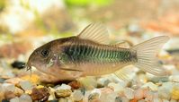 Bronze catfish (Corydoras aeneus) | ENCYCLO FISH