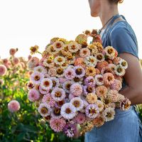 Zinnia Little Flower Girl – Floret Flower Farm