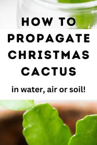 Must read guide on how to propagate Christmas cactus cuttings in water, soil or air right here! Christmas cactus propagation with this easy step by step guide!