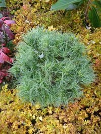 Pinus strobus ‘Tiny Curl’, un curieux pin frisé http://www.pariscotejardin.fr/2016/10/pinus-strobus-tiny-curl-un-curieux-pin-frise/