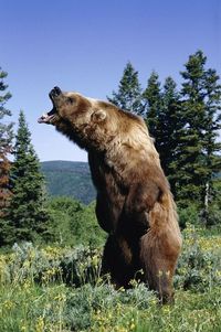 Grizzly Bear