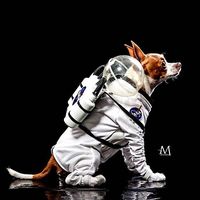 Astronaut dog costume