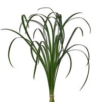 Lily Grass Greenery