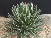 Agave schidigera, sometimes listed as Agave filifera subsp. schidigera, is a slow-growing perennial that forms a large basal rosette of thick, succulent leaves. Each rosette typically grows up to 1 foot (30 cm) tall and up to 2 feet (60 cm) in diameter. #agave #succulent #succulents #cactiandsucculents #succulentopedia #worldofsucculents