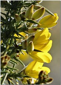 Common Gorse (Ulex europaeus)