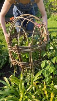 A great day with @nourish.hq .hq building a cloche from coppiced hazel 🌳 check out more of her work. The long dark winter has finally ended 🌞 and the sun has woken up the garden with real urgency! Everything is leafing out and growing before our eyes. Hazel structures like these are an elegant solution to lush, frothy growth that becomes top heavy and requires a little extra structural support. Before long the entire thing will be covered with blooms and foliage, but while we wait, the f...