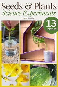 In this blog post, I've gathered my favorite plant science experiments, from sprouting seeds to discovering how light, water, and soil influence plant growth, to flower and leaf experiments, and beyond. These hands-on activities will cultivate a deeper appreciation for the environment and inspire your child to embrace curiosity and get their hands dirty—literally! Free