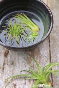 How to Properly Water Air Plants - Garden Therapy®