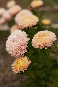 Common Name: Aster China King Size Apricot Flower Scientific Name: Callistephus chinensis Life Cycle: Annual Remarks: 5cm - 7cm double and semi double, light apricot/peach flowers. Compared to Tower Chamois, King Size Apricot plants are taller and equally as productive. Blooms are similar in size but a shade lighter, with a warmer , creamier yellow tone. The petals are only slightly curled, whereas Tower Chamois' petals are heavily curled, inward toward the centre of the bloom. Type Of Seed: Ope