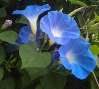 Morning glory | Central Texas Gardener