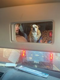 dog in car pic, car mirror pic, cute dog pic