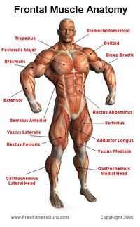 FreeFitnessGuru - Frontal Muscle Anatomy                                                                                                                                                                                 More