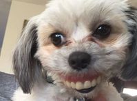 Cão rouba as dentaduras do dono enquanto ele dorme, as fotos ficaram hilárias #cachorro #dentadura