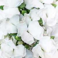 New bulk solomio flowers have hit the shop! FiftyFlowers is proud to offer solomio and other filler flowers for weddings and events. Browse our different color options for this lovely soft bloom.