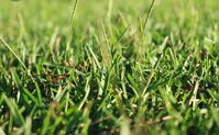 Bermuda Grass (Cynodon dactylon) Complete Care Guide