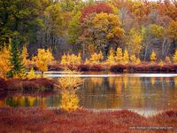 Tamarack swamp near Wascott, WI