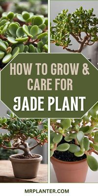 🌿 Uncover the secrets to making your jade plant thrive with our expert care tips. 🌱 Achieve a stunning and healthy succulent. Click the image to know more. Follow us for more tips. #jadeplantsecrets #succulentcare #plantlovers