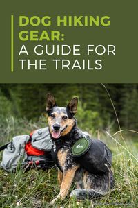 What gear do I need to bring my dog hiking?