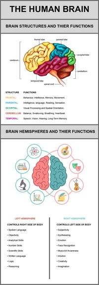 This infographic discusses each of the following structures of the brain and their functions: Frontal Lobe, Parietal Lobe, Occipital Lobe, Cerebellum and Temporal Lobe. It also discusses the right and left hemispheres of the brain and what they are responsible for controlling.