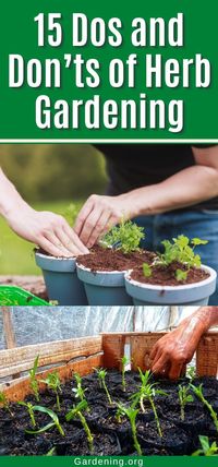 15 Dos and Don’ts of Herb Gardening