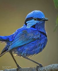 Malurus splendens in colorful blue breeding plumage. A small songbird that inhabits forest to dry scrub in western Australia.