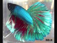 Better Betta Fish Care | Better Bettas