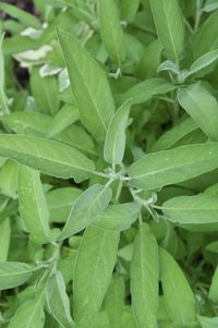 Everything You Need to Know About Growing Sage | Kitchn