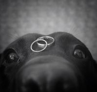 Black Lab holding the wedding rings! hahahahah :D    @Lauren Davison Davison Davison Davison Davison Stewart