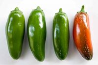 Tip: How to Check for the Hotness of Jalapeños ~ How hot is that jalapeño? Here's a tip to help gauge the level of heat before you buy or pick the pepper. ~ SimplyRecipes.com