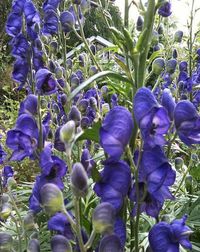 Aconitum Plant | How to Grow Aconite, Wolfsbane, Monk's hood