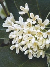 Fragrant Tea Olive (Osmanthus fragrans).  If I could only smell one floral scent the rest of my life, this, or lemon verbena, would be it.