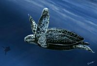 Leatherback Sea Turtle