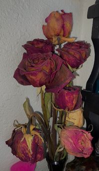 Dried out roses siting on a dresser. Red and pink pretty roses. Dying roses in bedroom. Dark and gloomy decorations. Dead roses in a vase.