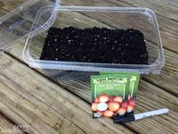 Starting onion seeds by winter sowing