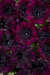 Petunia 'Good & Plenty® Nightlife' #NEW #2016 #petunia #goodplenty #nightlife #eckertsgreenhouseMI