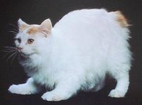 White Cymric Cat