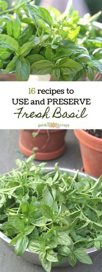 16 Recipes for Using or Preserving Basil