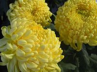 Yellow chrysanthemums