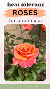 Ever dream of having a rose garden, but you live in a hot climate? I have successfully grown dozens of roses in Phoenix Arizona! Sharing my most heat tolerant roses that will do well in hot southwest regions such as Arizona, California, Texas, and New Mexico.