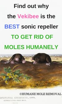 How to get rid of moles without killing them? Use sonic mole repellers. Find out why Vekibee is the best one on the market for getting rid of moles humanely #gardening #moles #humanemoleremoval #getridofmoles