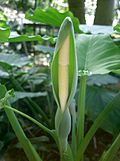 Alocasia - Wikipedia