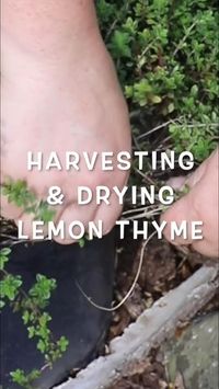 🍋 LEMON THYME HARVESTED & DEHYDRATED | #lemon #thyme #herbgarden