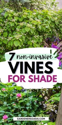 GREAT list of perennial flowering vines that thrive in the shade. When I needed to hide my neighbor's shed from view in my shady backyard garden landscaping, I had a tough time finding vines that were non-invasive and looked good. This list of perennial shade vines has some really pretty plants that won't take over your yard.