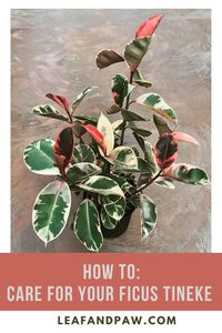 Ficus Tineke's are crazy sassy so here is THE guide you need to make sure they stay flirting, thirty and thriving.