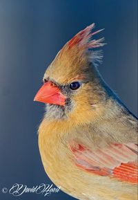 Cardinalis cardinalis: Found in southeastern North American, then west to parts of the southwest and southern California and south through Mexico to Guatemala.