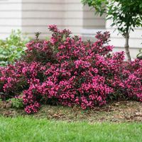 Spilled Wine® Weigela Shrubs for Sale | FastGrowingTrees.com