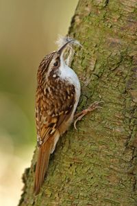 Brown Creeper - 7/2/93 - Big Wheeling Creek Camp