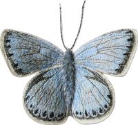 Chalkhill Blue. Embroidered butterfly by Lisa Toppin.